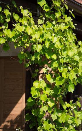 Young hanging grape leaves on the sunの写真素材