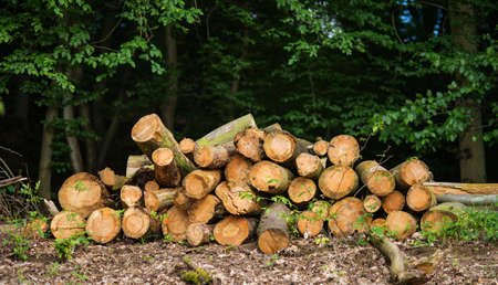 A pile of cut wooden logs in the woods