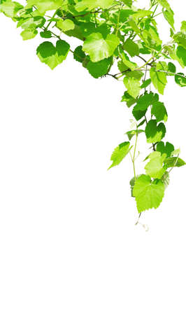 Young hanging grape leaves on the sun isolated on white backgroundの写真素材