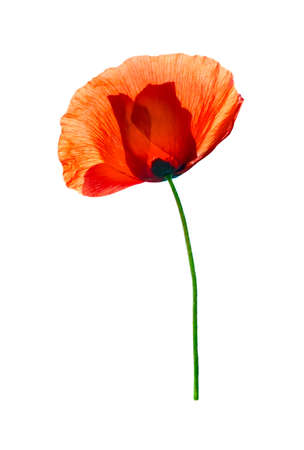 Red field poppy (Papaver rhoeas) isolated on white backgroundの写真素材