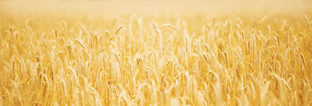 Ripening golden wheat field on the sunset panorama