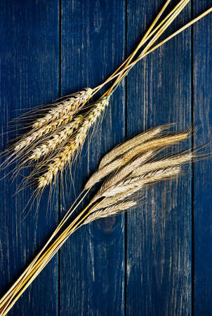 Two types of wheat on rustic navy blue wooden boardの写真素材