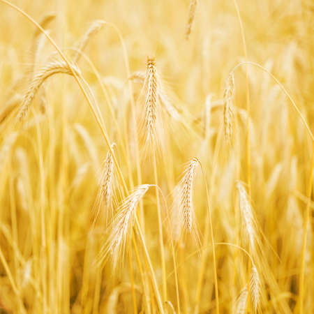 Squared photo of golden wheat fieldの写真素材