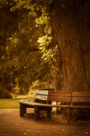 Wooden bench in a peaceful quiet autumn parkの写真素材