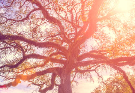 Southern live oak tree with widely spread branches, dreamy vintage toning appliedの写真素材