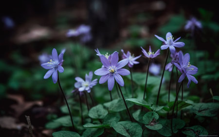 Hepatica nobilis flowers blooming in the forestの素材