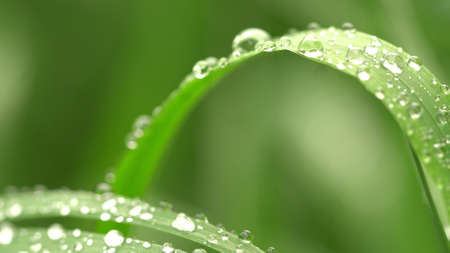 The dew on the garden grass is glowing Beautiful view.の写真素材