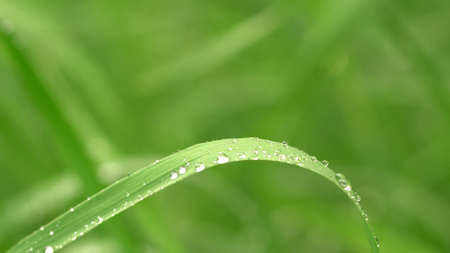 The dew on the garden grass is glowing Beautiful view.の写真素材
