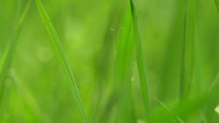 The dew on the garden grass is glowing Beautiful view.の写真素材