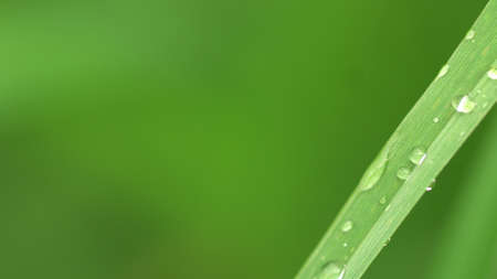 The dew on the garden grass is glowing Beautiful view.の写真素材