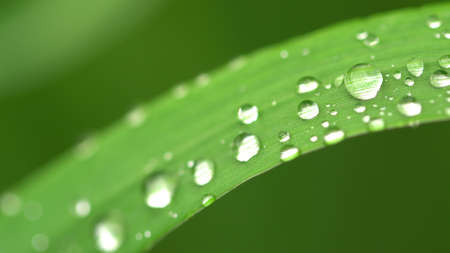 The dew on the garden grass is glowing Beautiful view.の写真素材