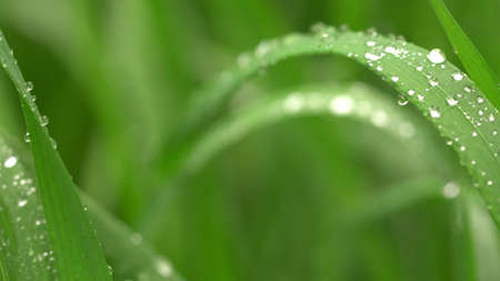 The dew on the garden grass is glowing Beautiful view.の写真素材