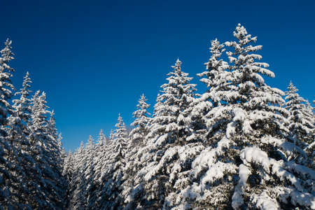 winter vacation background with pine trees covered by heavy snow against blue sky with copy spaceの写真素材