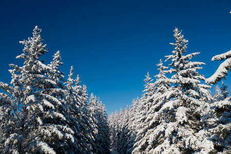 winter vacation background with pine trees covered by heavy snow against blue sky with copy space.の写真素材