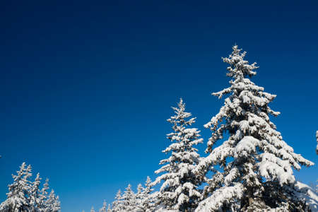 Beautiful wintertime background. Fantastic fluffy Christmas trees in the snow. Postcard with tall pine, blue sky and snowdrift. Winter landscape in the sunny day. New Year scenery.の写真素材