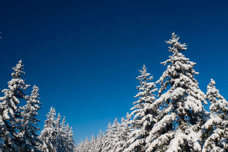 winter vacation background with pine trees covered by heavy snow against blue sky with copy space.の写真素材