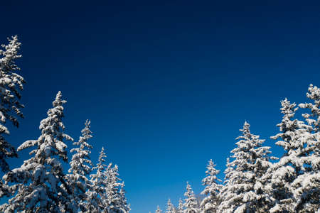 Beautiful wintertime background. Fantastic fluffy Christmas trees in the snow. Postcard with tall pine, blue sky and snowdrift. Winter landscape in the sunny day. New Year scenery.の写真素材