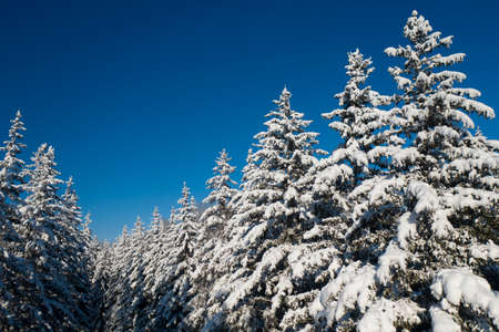Beautiful wintertime background. Fantastic fluffy Christmas trees in the snow. Postcard with tall pine, blue sky and snowdrift. Winter landscape in the sunny day. New Year scenery.の写真素材