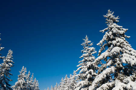 Beautiful wintertime background. Fantastic fluffy Christmas trees in the snow. Postcard with tall pine, blue sky and snowdrift. Winter landscape in the sunny day. New Year scenery.の写真素材