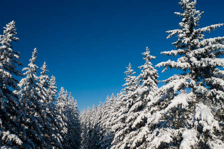 Beautiful wintertime background. Fantastic fluffy Christmas trees in the snow. Postcard with tall pine, blue sky and snowdrift. Winter landscape in the sunny day. New Year scenery.の写真素材