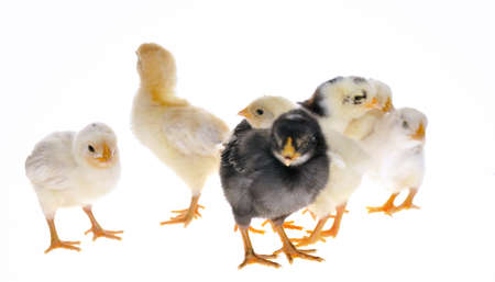 chicks.の写真素材