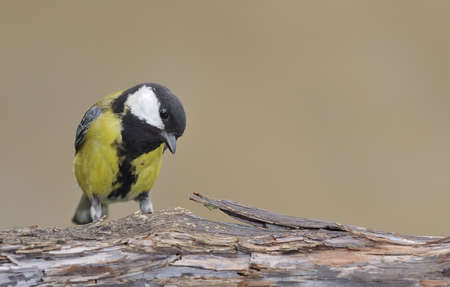 Great tit.の写真素材