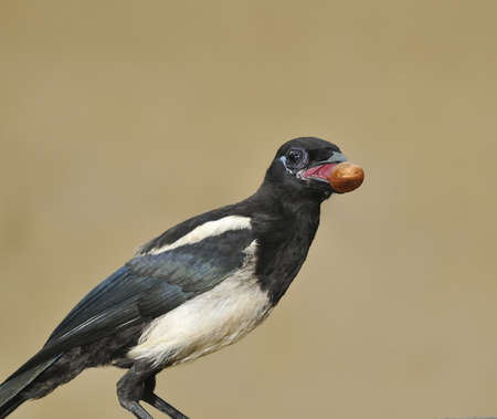 Magpie.