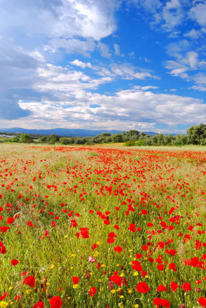 Poppy Field.の写真素材
