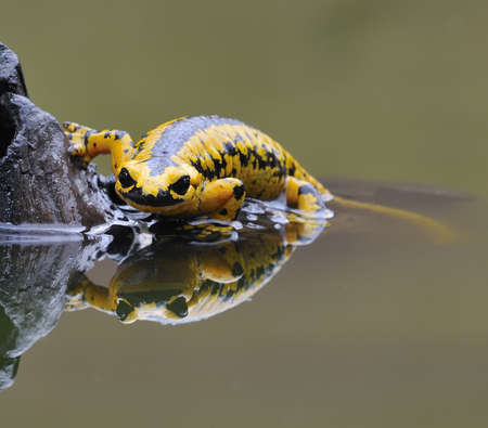 Salamander.