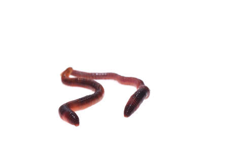Earthworm isolated.