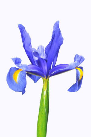  Iris xiphium.の写真素材