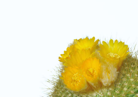 Cactus isolated.の写真素材