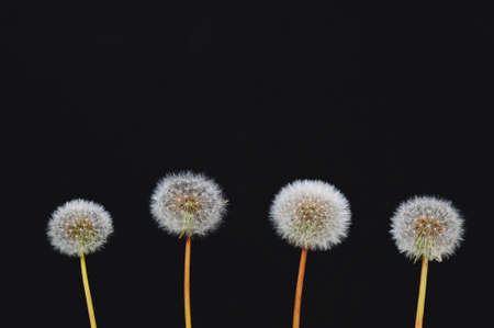 Dandelion.の写真素材