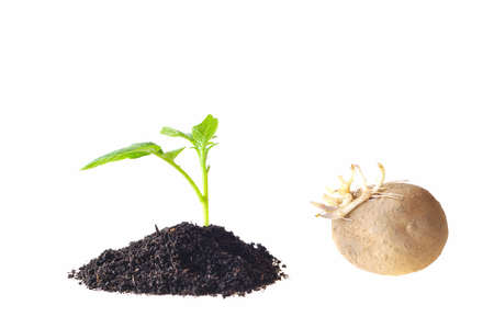 Planting potatoes.の写真素材