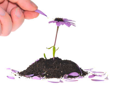 Starting a daisy petal.の写真素材