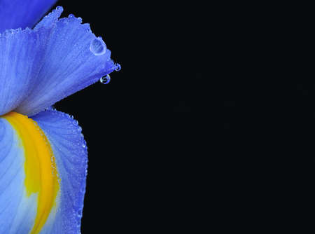 Iris xiphioides.の写真素材
