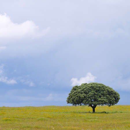 tree in the countryside.