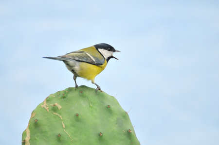 Great tit.の写真素材