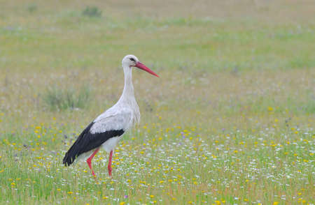 White Stork.