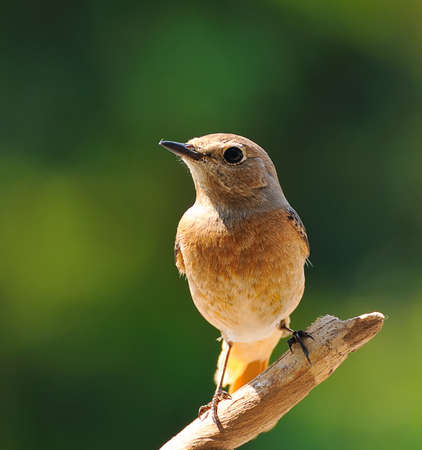 Redstart.の写真素材