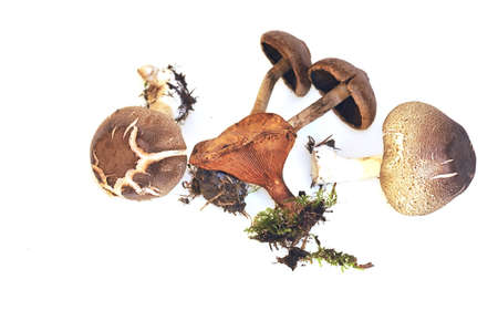 Mushrooms isolated on white background.