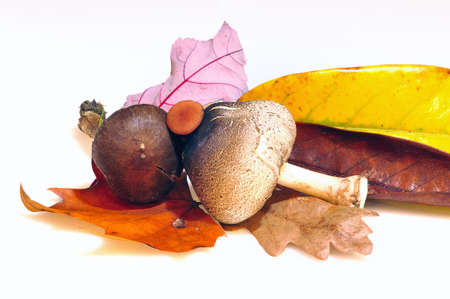 Mushrooms isolated on white background.の写真素材