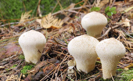 Mushrooms.