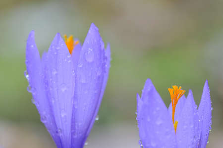 Crocus serotinus.の写真素材