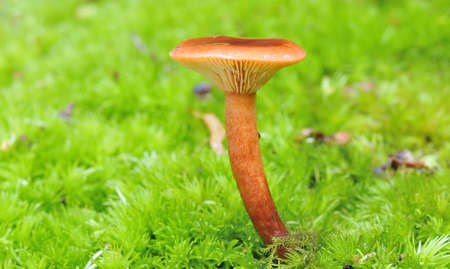 Mushroom.