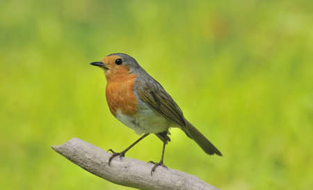 Robin.