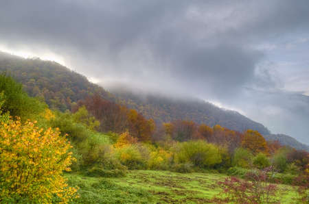 Autumn in the forest.の写真素材