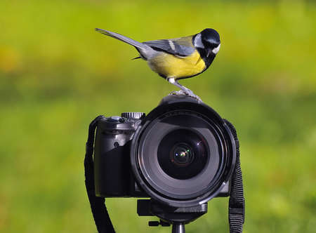 Photographing birds.の写真素材