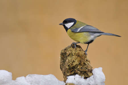 Great tit.の写真素材