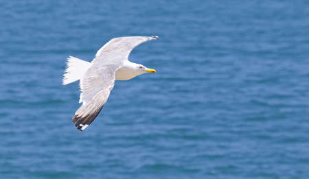 Seagull.